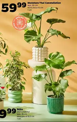 Netto Monstera Thai Constellation oferta