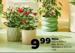 Netto Róża oferta