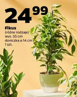 Netto Fikus oferta