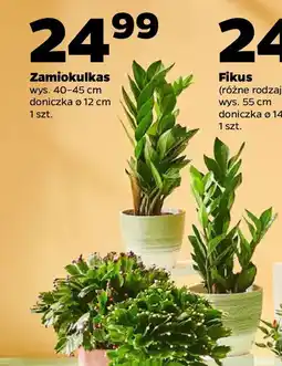 Netto Zamiokulkas oferta