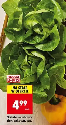 Biedronka Sałata masłowa doniczkowa, szt. Biedronka oferta