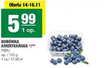 Borówka amerykańska SPAR