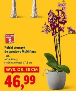 Lidl Polski storczyk dwupedowy Multiflora oferta