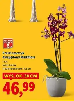 Lidl Storczyk dwupędowy oferta