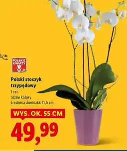 Lidl Storczyk 3-pędowy oferta
