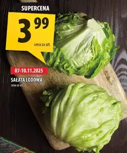 Arhelan Sałata lodowa Arhelan oferta