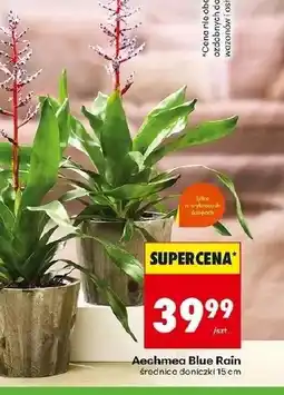 Biedronka Aechmea Blue oferta