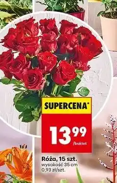 Biedronka Róże 35 cm oferta