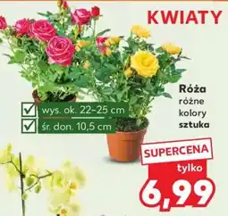 Kaufland Róża oferta