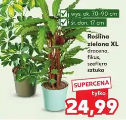 Kaufland Roślina zielona XL oferta