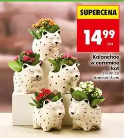 Biedronka Kalanchoe w ceramice kot oferta