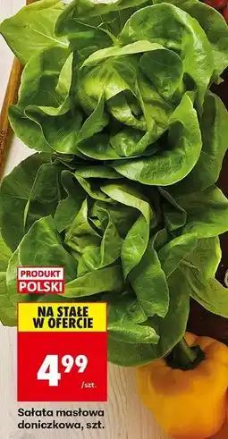 Biedronka sałata masłowa doniczkowa szt oferta