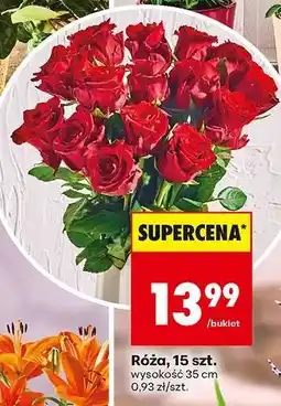 Biedronka Róźa 15 szt oferta