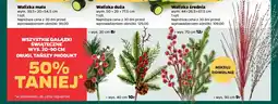 Netto Wszystkie gałązki świąteczne wys. 20-90 cm oferta