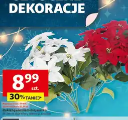 Auchan Gwiazda betlejemska O oferta