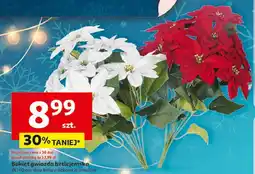 Auchan Bukiet gwiazd betlejemskich 40 cm oferta