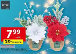 Auchan Poinsecja w jucie 21 cm Actuel oferta