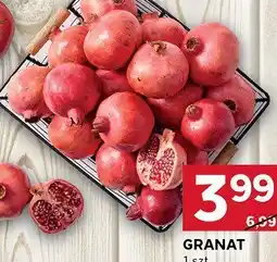 Stokrotka Granat 1 szt. Stokrotka oferta