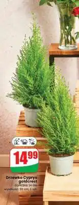 Dino Drzewko cyprys goldcrest oferta
