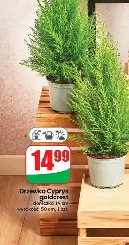 Dino Cyprys goldcrest oferta