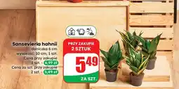 Dino Sansevieria don. 6 cm oferta