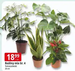 E.Leclerc Roślina zielona gr. 4 20 cm Tomaszewski oferta