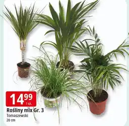 E.Leclerc Roślina gr.3 Tomaszewski oferta