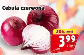 Cebula czerwona Prim Market