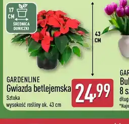 ALDI GARDENLINE Gwiazda betlejemska oferta