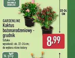 ALDI GARDENLINE Kaktus bożonarodzeniowygrudnik oferta