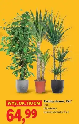 Lidl Rośliny zielone oferta