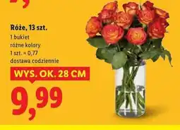 Lidl Róże 28 cm oferta