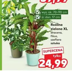 Kaufland Fikus xl oferta