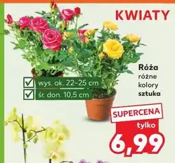 Kaufland Róża 10.5 cm oferta