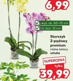 Kaufland Storczyk 2-pędowy 12 cm oferta
