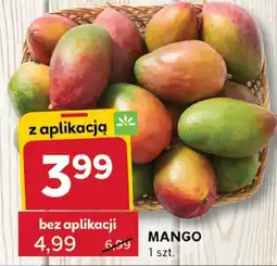 Stokrotka Mango Stokrotka oferta