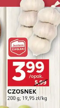 Stokrotka Czosnek Stokrotka oferta