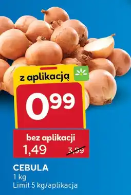 Stokrotka Cebula Stokrotka oferta