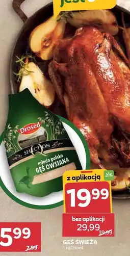 Stokrotka Gęś świeża Drosed oferta