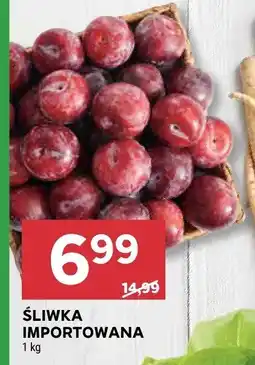 Stokrotka Śliwka Importowana Stokrotka oferta
