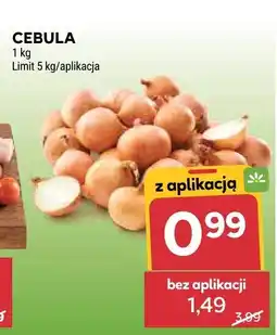 Stokrotka Cebula Stokrotka oferta