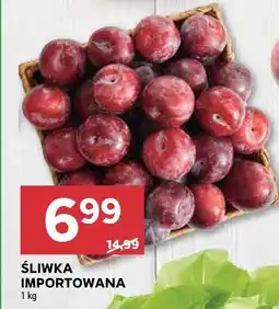 Stokrotka Śliwka importowana Stokrotka oferta