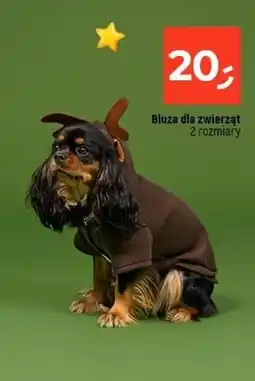 Dealz Bluza dla psa oferta