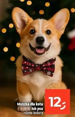 Dealz Muszka dla psa oferta