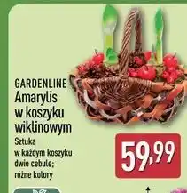 ALDI Amarylis w koszyku Gardenline oferta