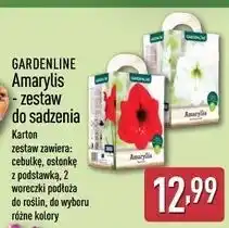 ALDI Amarylis apple blossom Gardenline oferta