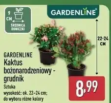 ALDI Grudnik 22-24 cm Gardenline oferta