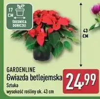 ALDI Gwiazda betlejemska 43 cm Gardenline oferta