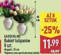 ALDI Tulipany Gardenline oferta
