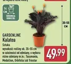 ALDI Kalatea 35-55 cm Gardenline oferta